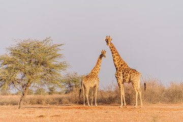 Giraffenpaar in freier Wildbahn in Namibia, Afrika