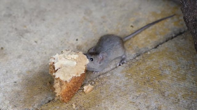 House mouse feeding on discarded cake in urban house garden.