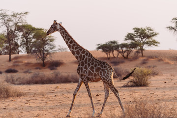 Giraffen in freier Wildbahn in Namibia, Afrika