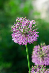 Flower, Decorative Bow (Allium), bloomed