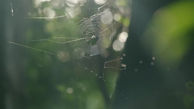 Spider web in the forest on the sunny day. Bali, Indonesia
