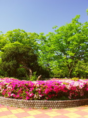 Naklejka premium 初夏の新緑の欅と躑躅咲く公園風景