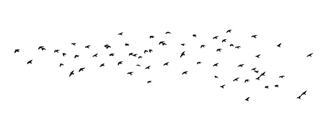 A flock of flying birds silhouette. Vector illustration
