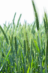 Young green barley crop in a field. Vertical orientation, selective focus