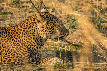 Wild leopard hidden laid down on the bush
