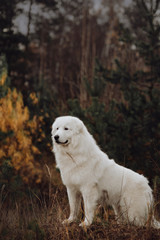 Boxer Dog sits in the meadow