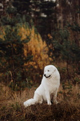 Boxer Dog sits in the meadow