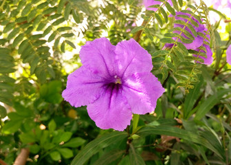 Petunia flower, close-up