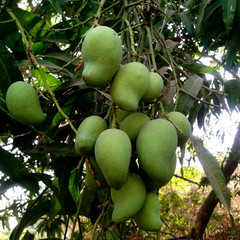 Unripe Mangoes on a tree