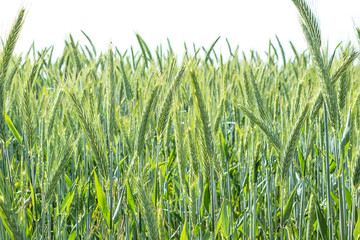 Young green barley crop in a field. Selective focus, copy space