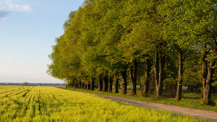 Naklejka premium Zielone drzew w świetle zachodzącego słońca