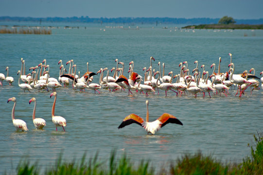 Fenicotteri birdwatching