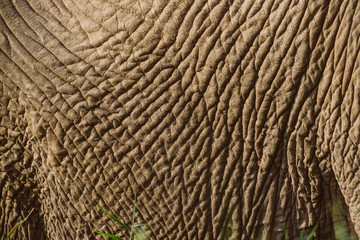 Detail Elefantenhaut 