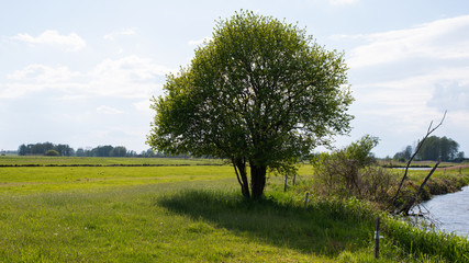 Samotne drzewo na tle polany