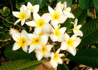 White frangipani flowers