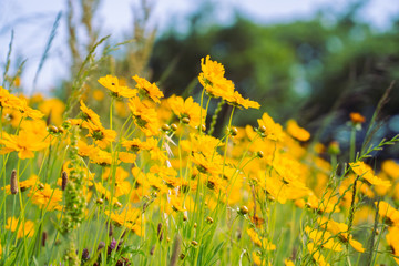 Yellow flowers in a field. 