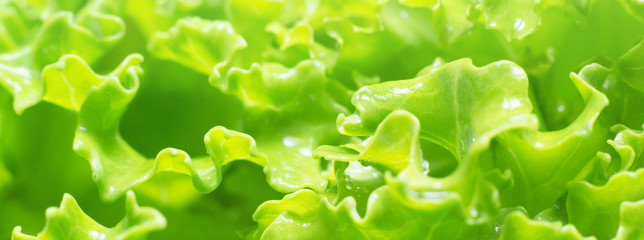 Fresh kale leaves texture. Fresh green curly kale with water drops macrophotography. Healthy vegetarian food ingredient. Selective focus, shallow depth of field