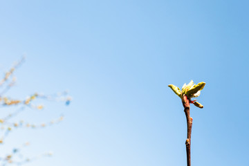 twig of apple tree with bud and blue sky on background on sunny spring day (focus on the twig on foreground)