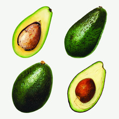 Hand drawn natural fresh avocado set vector