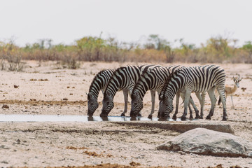 Fototapeta na wymiar Gruppe Zebras am Wasserloch im Etosha Nationalpark in Namibia
