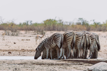 Gruppe Zebras am Wasserloch im Etosha Nationalpark in Namibia