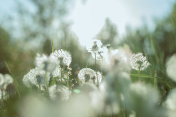 Blurred background of green grass and white dandelions.
