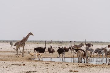 Fototapeta na wymiar Giraffen, Vogelstrauiß, Impala, Zebras am Wasserloch