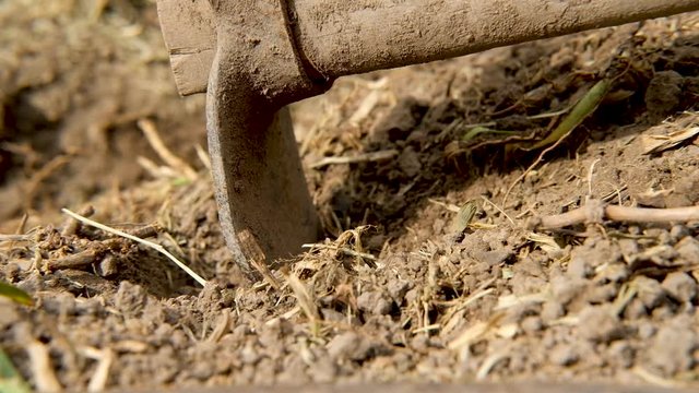close up farmer with a pickaxe makes a hole in the ground for planting seedlings, slow motion. working the soil.