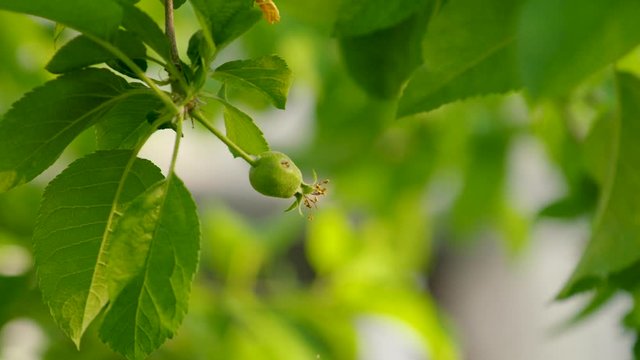 A close up of a ladybug flying off of a budding apple on a tree
