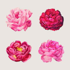 Vintage rose flower vector set