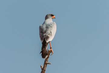 Wilder Raubvogel auf einer Astspitze