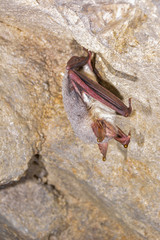 Greater horseshoe bat( Rhinolophus ferrumequinum)