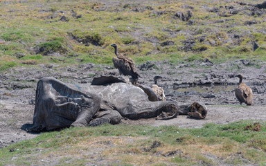 vultures eat the carcass of a dead elephant, Chobe National Park, Botswana