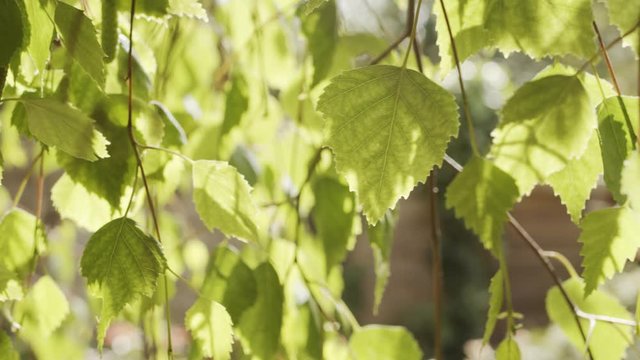 Young birch leaves close up in spring, slow motion