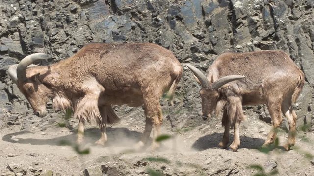 Static 4k shot of two Barbary sheep standing on a rocky mountain cliff. The buck scraping and pawing the ground aggressively, while the female sheep stands behind him.