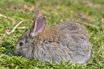 Naklejka na ściany i meble Easter greetings - Easter bunny rabbit sitting in green grass.