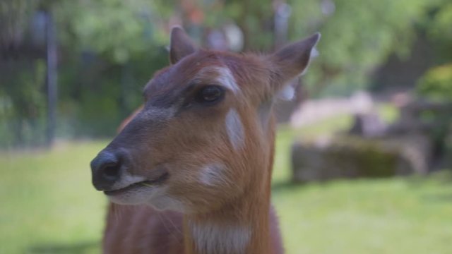A female sitatunga antelope, sniffing and looking into the camera. Static 4K close-up shot. Green grass in the blurry background.