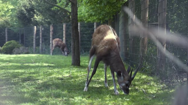 Static 4k shot of two sitatunga antelopes grazing on a grassy field in an enclosed exhibit, under green trees. One antelope in front of the camera, the other one in the background.