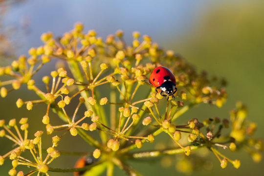 coccinella