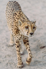 Gepard in afrikanischer Wüste blickt auf seine Beute

