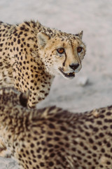 Gepard in afrikanischer Wüste blickt auf seine Beute
