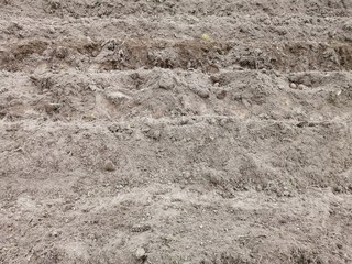 planting potatoes summer cottage village garden beds

