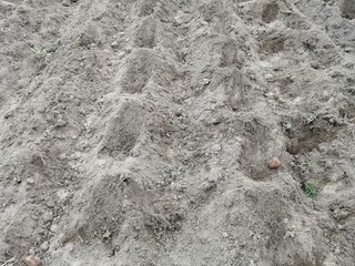 planting potatoes summer cottage village garden beds

