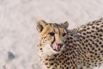 Gepard schleckt um sein Maul