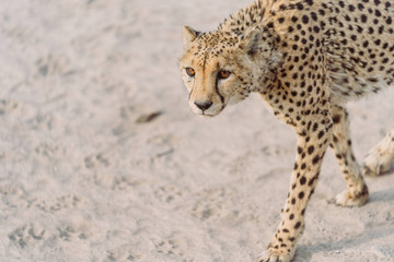Gepard in afrikanischer Wüste blickt auf seine Beute  © Nena