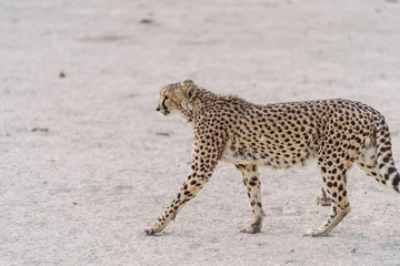 Gepard in der afrikanischen Wüste