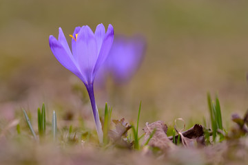 View of blooming spring flowers crocus growing in wildlife. Purple crocus growing.