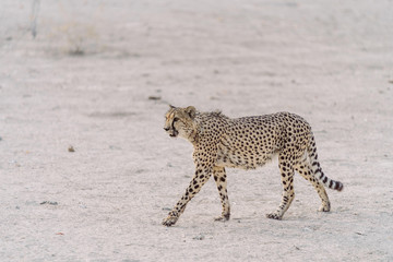 Fototapeta na wymiar Gepard in der afrikanischen Wüste