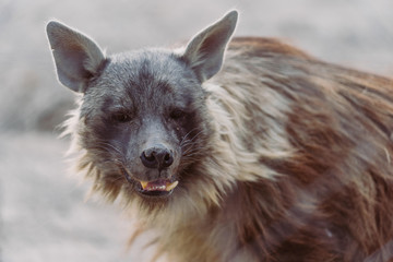 Portrait einer Hyäne in Afrika