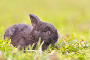 Easter greetings - Easter bunny rabbit sitting in green grass.